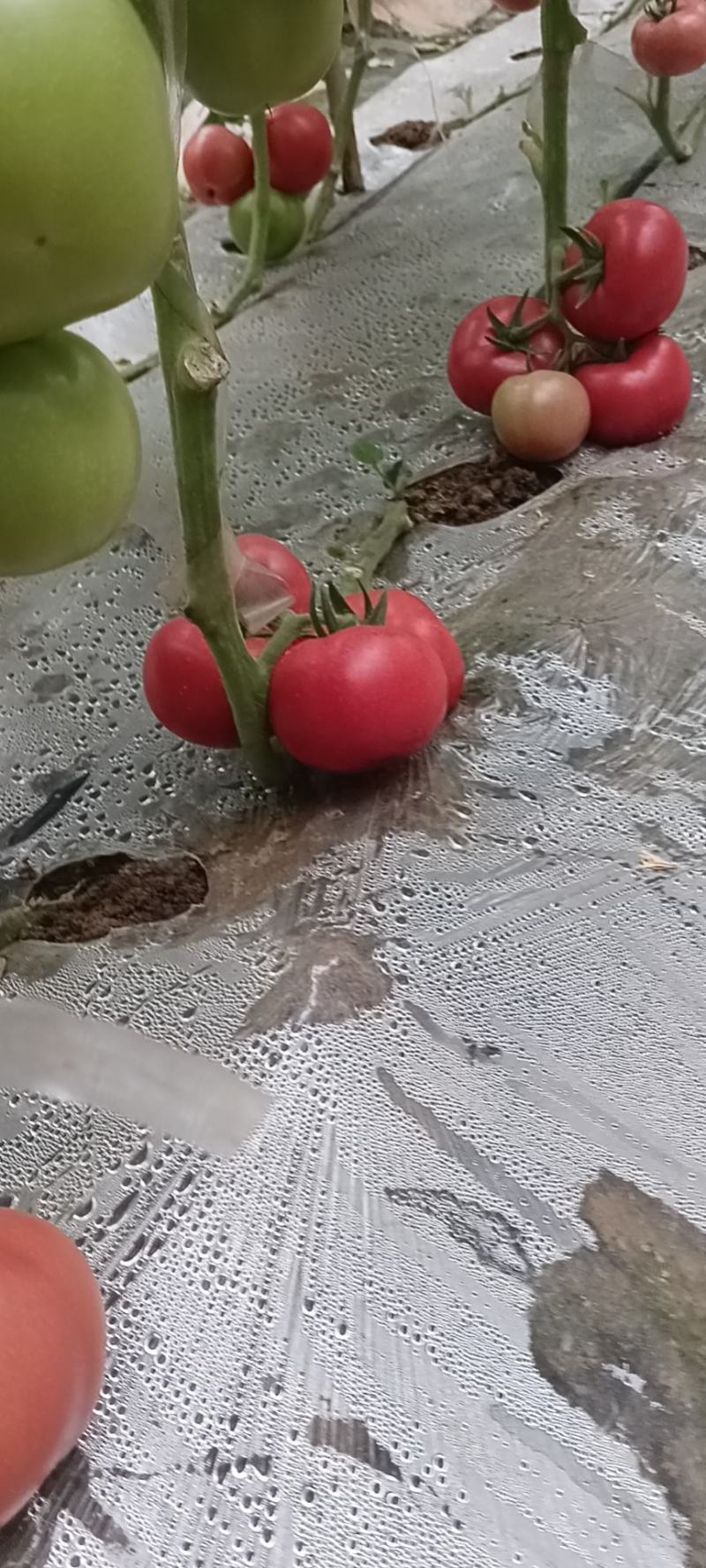 精品水果柿子西红柿