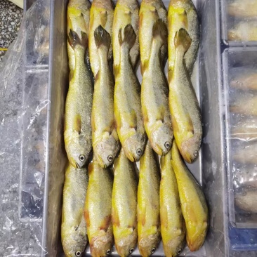 霞浦三去大黄鱼，适合快餐店，自助餐店小炒店，大排档专用