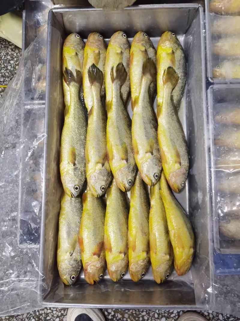 霞浦三去大黄鱼，适合快餐店，自助餐店小炒店，大排档专用