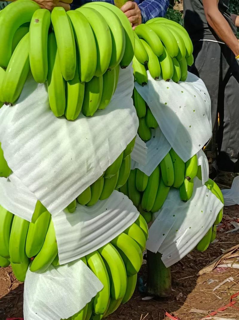 【全年有货】巴西香蕉云南产地发货质量保证量大从优欢迎联系