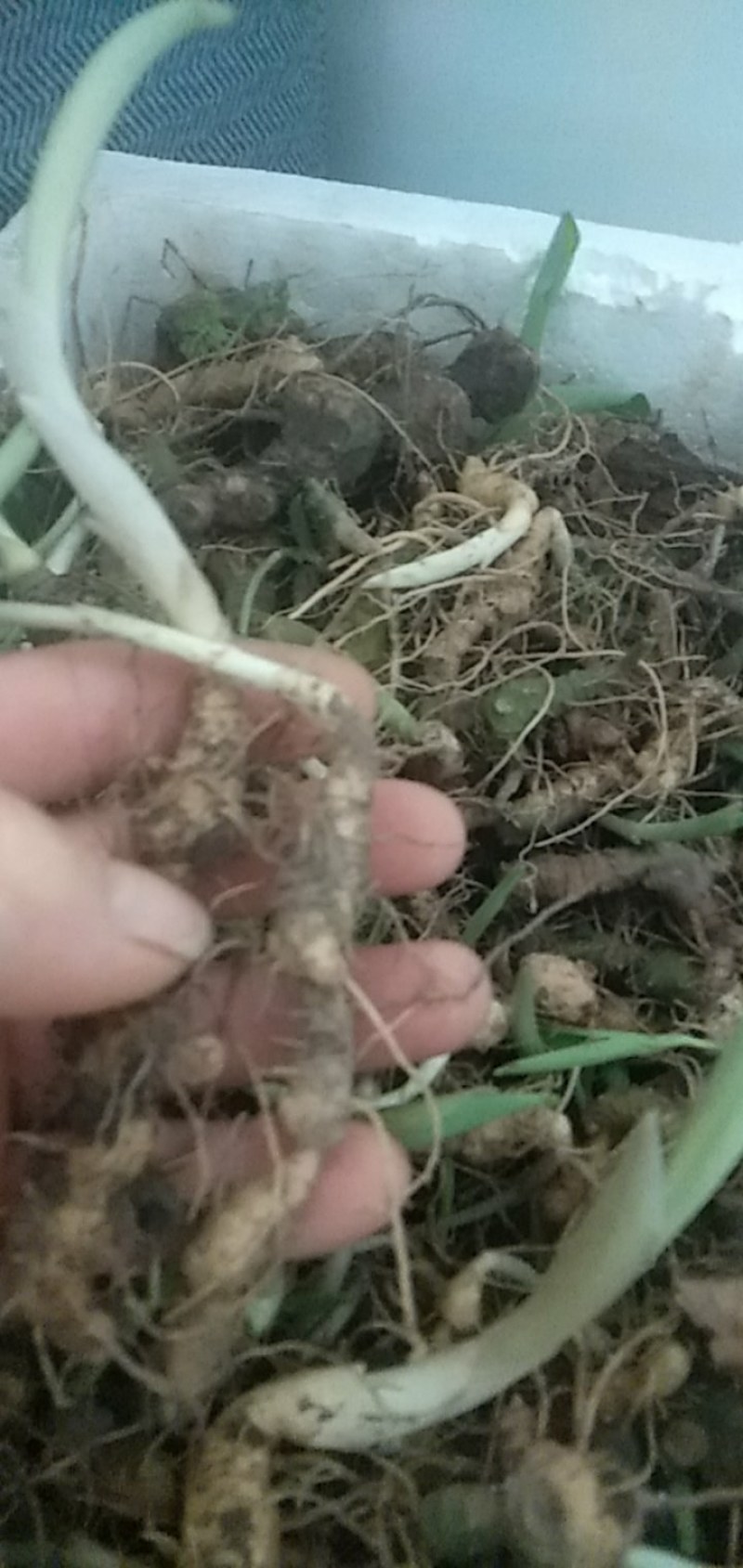 “药D上品”多花纯甜鸡头黄精种块品质好。