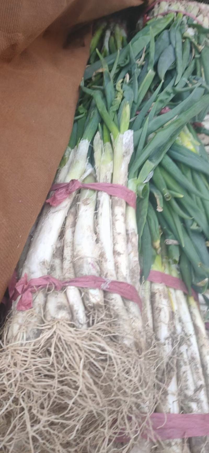 葱韭菜