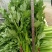 大棚芹菜基地种植直接供应量大优惠