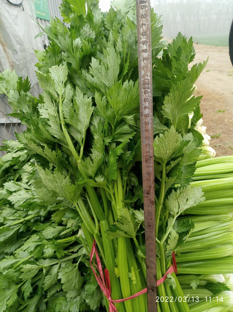 大棚芹菜基地种植直接供应量大优惠