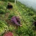 大棚芹菜基地种植直接供应量大优惠