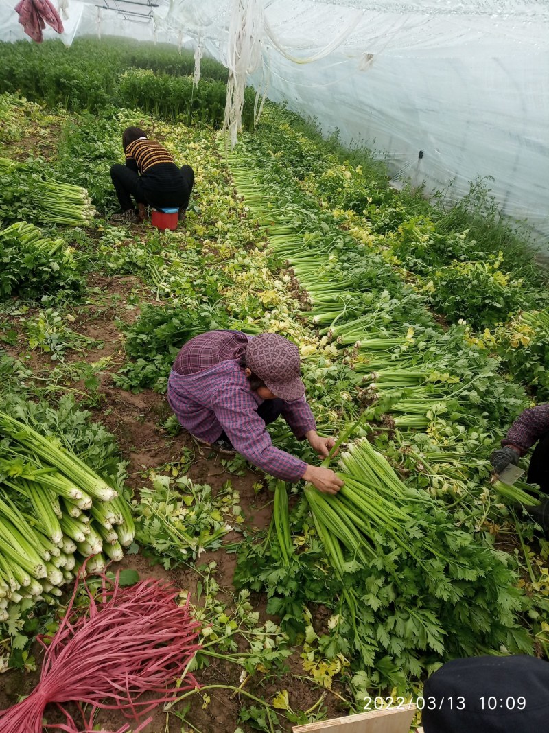 大棚芹菜基地种植直接供应量大优惠