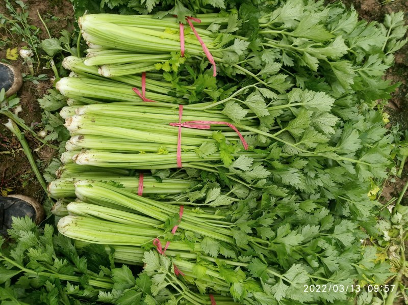 大棚芹菜基地种植直接供应量大优惠
