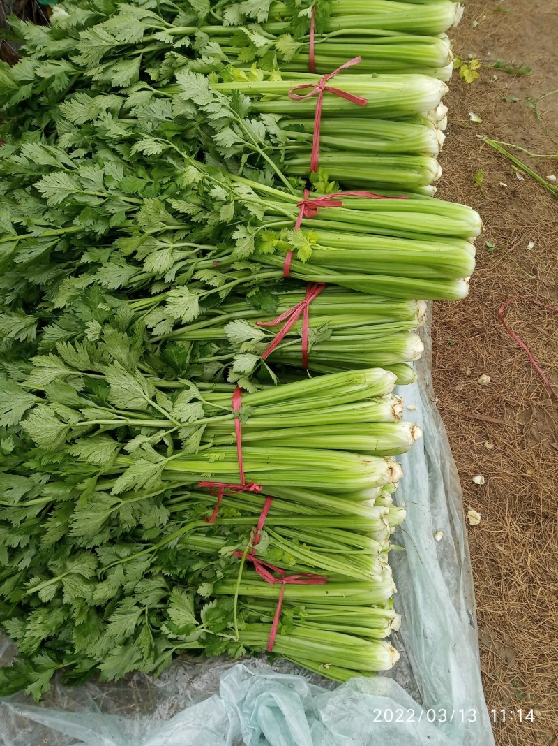 大棚芹菜基地种植直接供应量大优惠