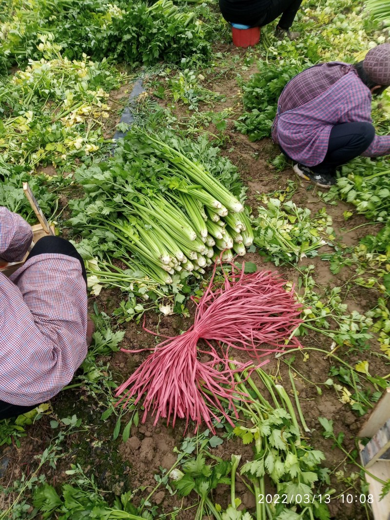 大棚芹菜基地种植直接供应量大优惠