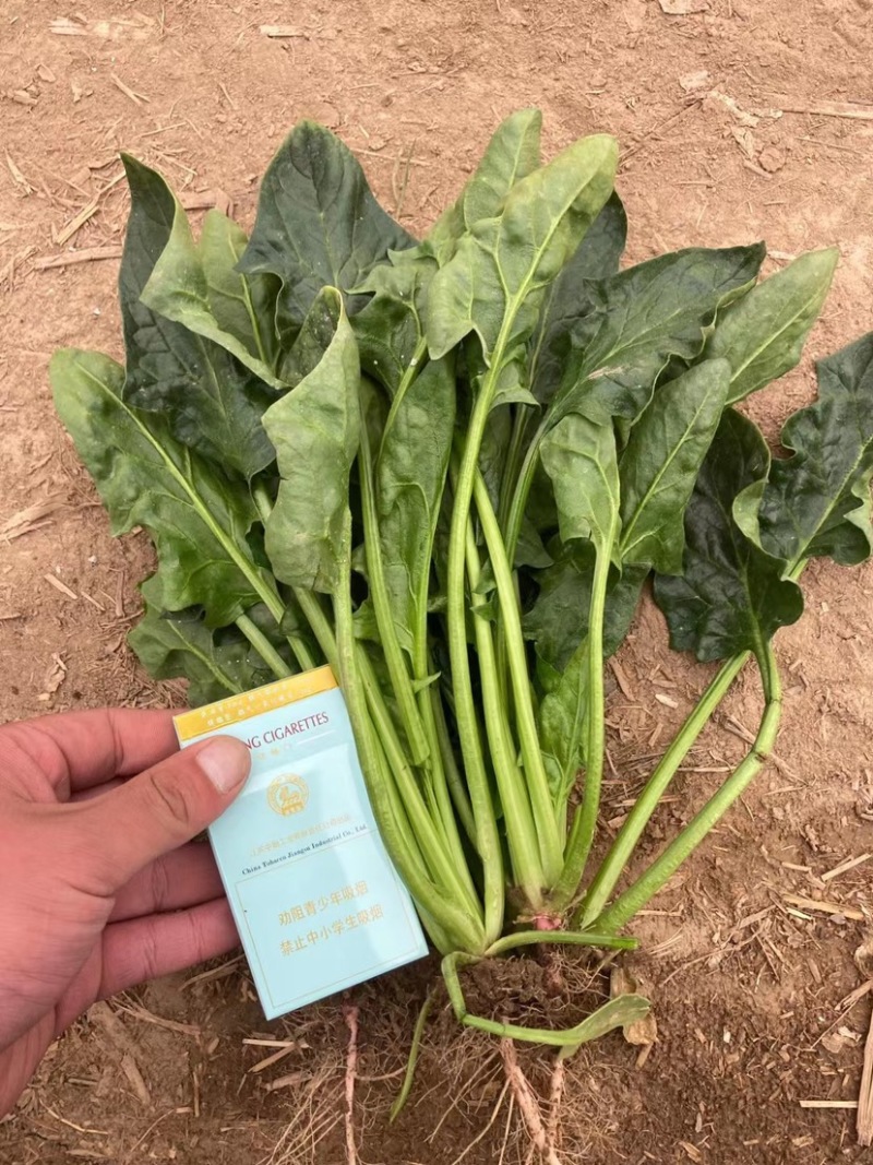 优质菠菜大量供应产地批发货源充足代发全国