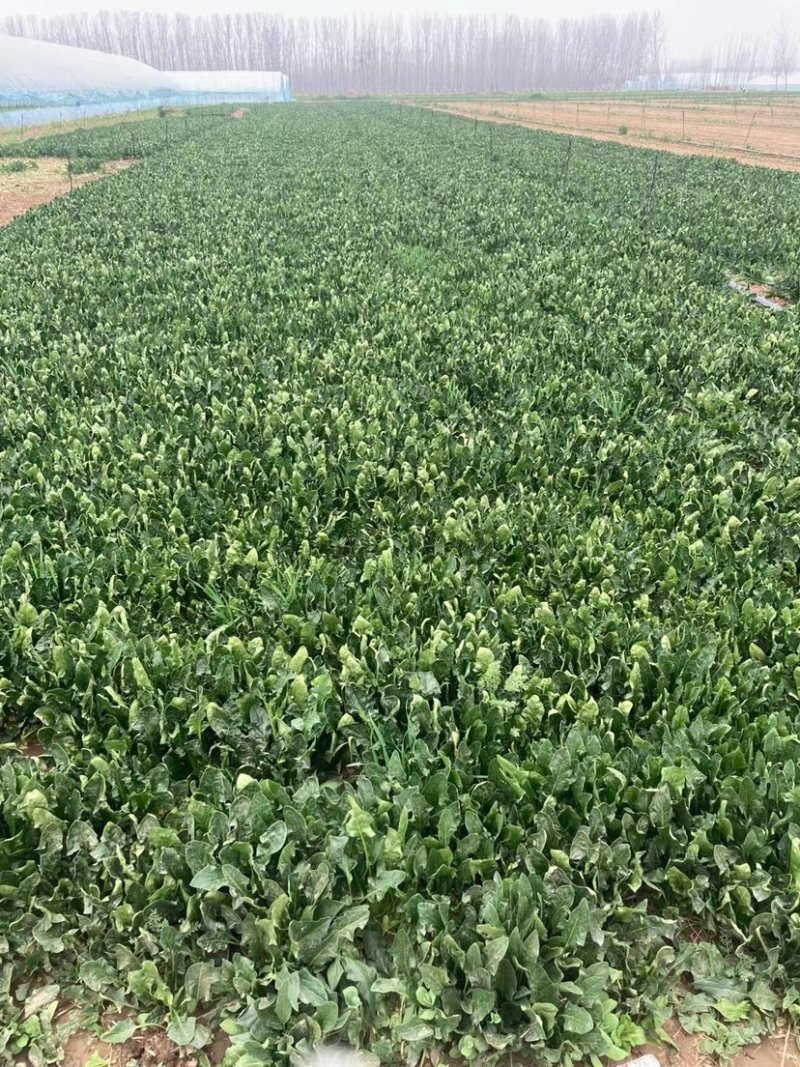 优质菠菜大量供应产地批发货源充足代发全国