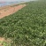 优质菠菜大量供应产地批发货源充足代发全国