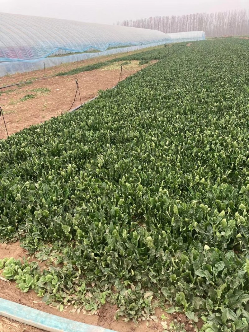优质菠菜大量供应产地批发货源充足代发全国