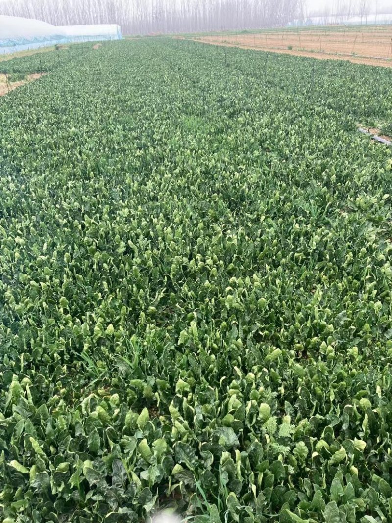 优质菠菜大量供应产地批发货源充足代发全国