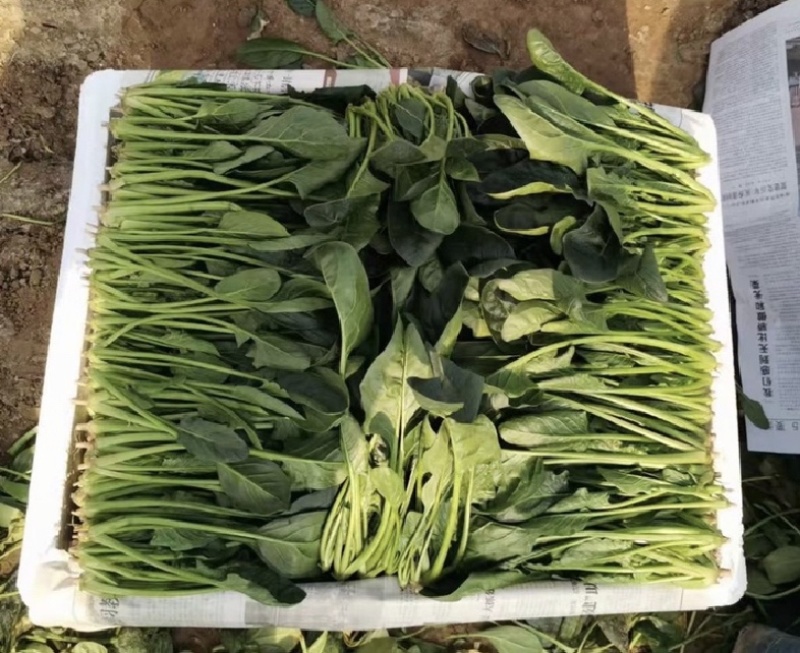 优质菠菜大量供应产地批发货源充足代发全国