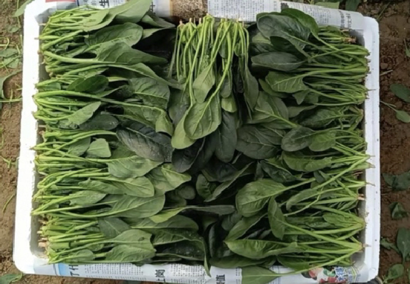 优质菠菜大量供应产地批发货源充足代发全国
