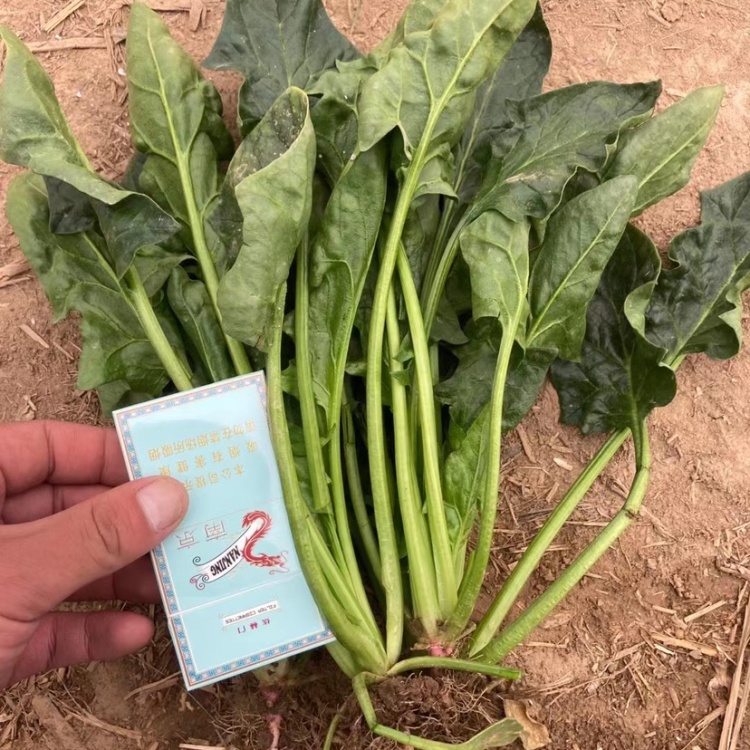 优质菠菜大量供应 产地批发 货源充足 代发全国