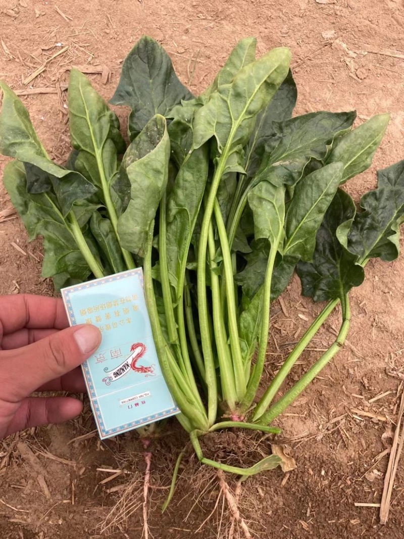 优质菠菜大量供应产地批发货源充足代发全国