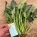 优质菠菜大量供应产地批发货源充足代发全国