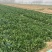 优质菠菜大量供应产地批发货源充足代发全国