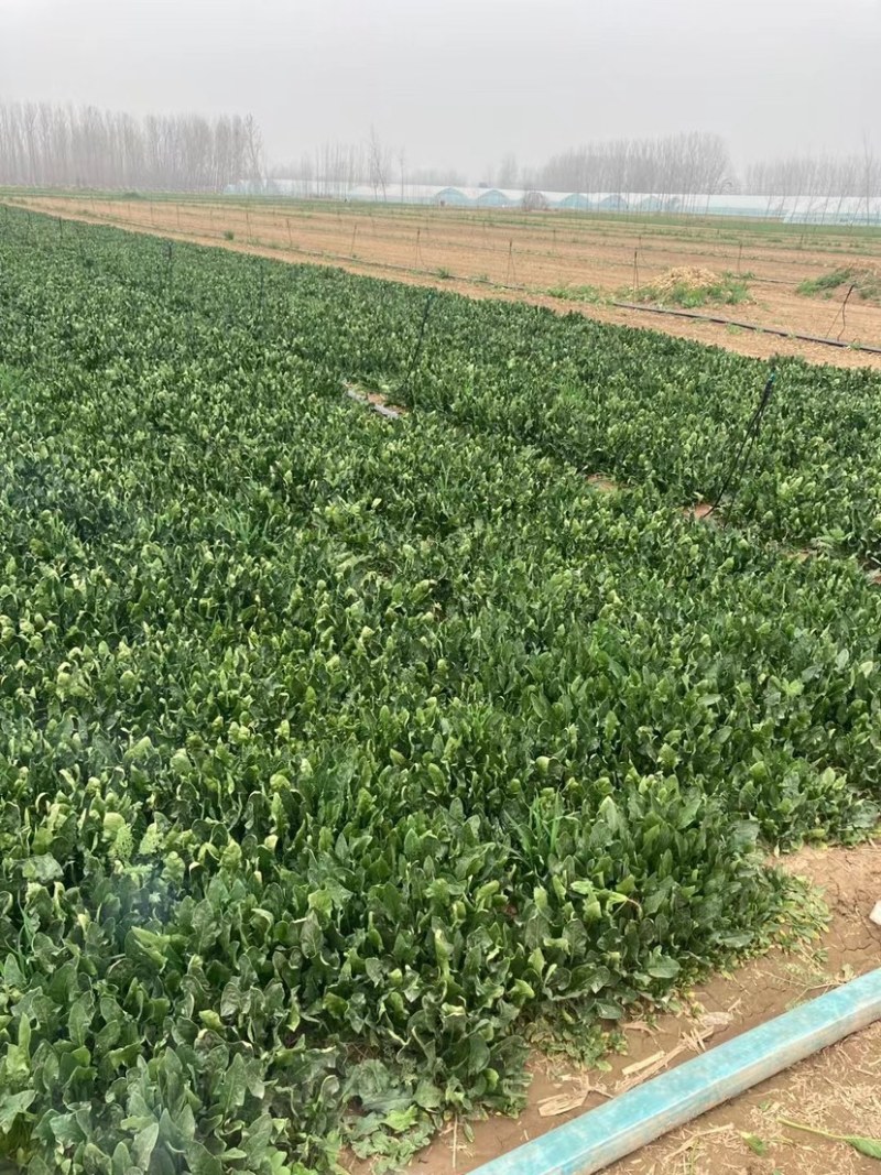 优质菠菜大量供应产地批发货源充足代发全国