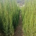 宝塔松,塔伯,撒金伯,各种规格大小,大量供应中