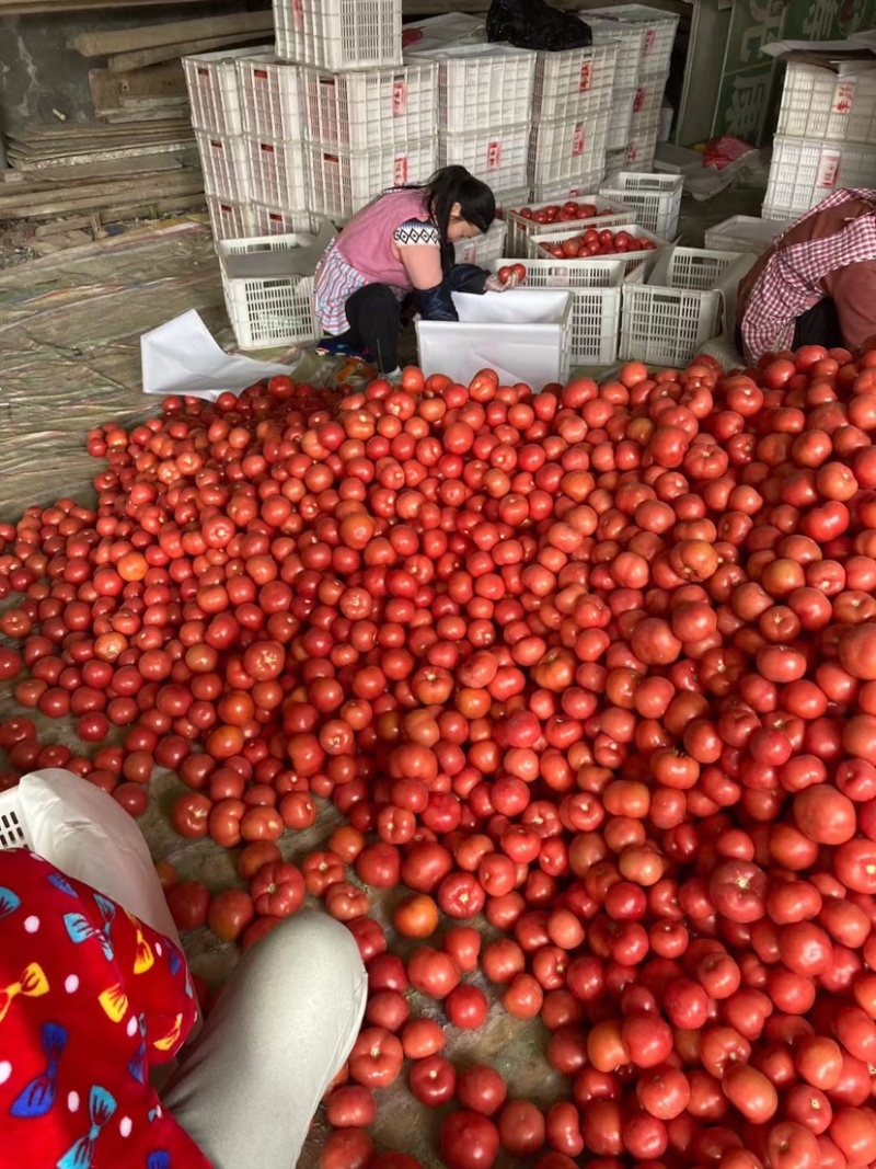 优质西红柿大量供应产地批发货源充足代发全国