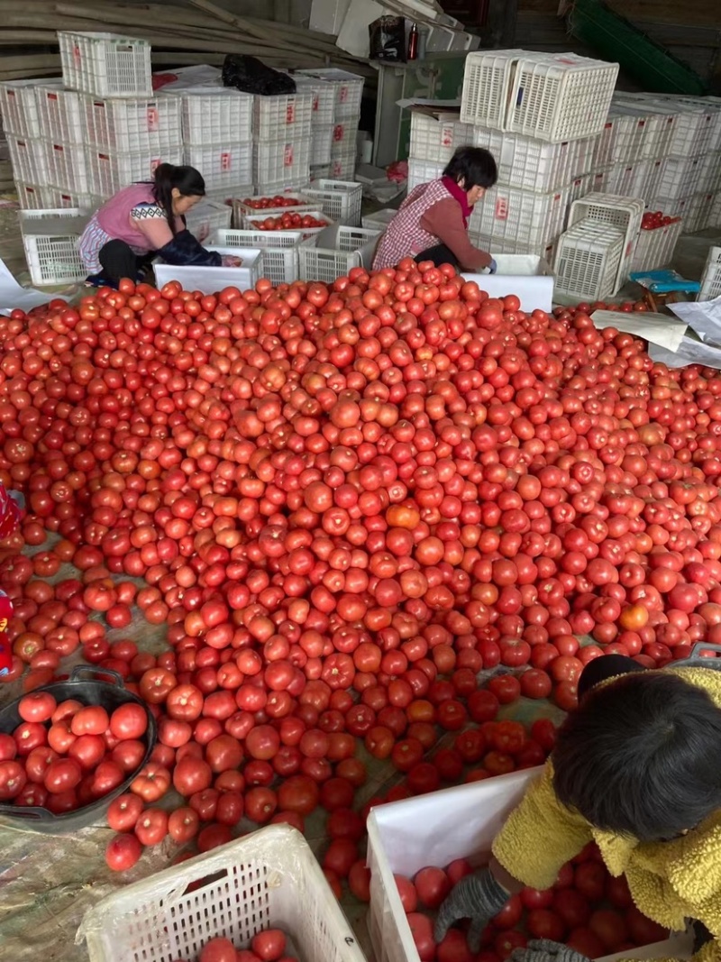 优质西红柿大量供应产地批发货源充足代发全国