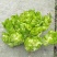 恩施利川儿菜，晚熟儿菜，大量供应。