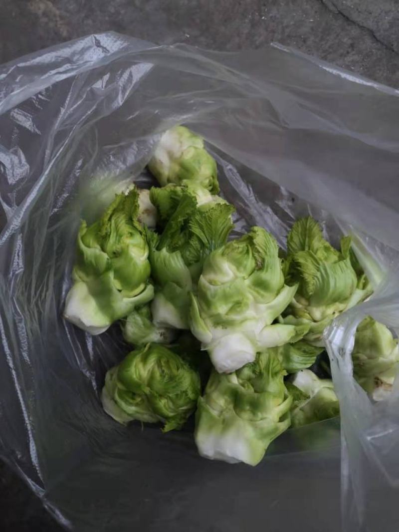 恩施利川儿菜，晚熟儿菜，大量供应。
