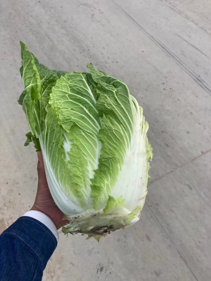 白菜大量供应产地批发货源充足代发全国