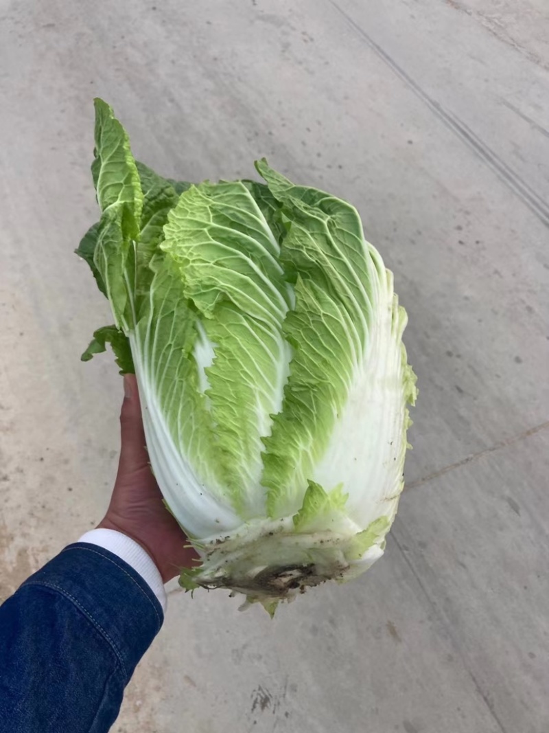 白菜大量供应产地批发货源充足代发全国