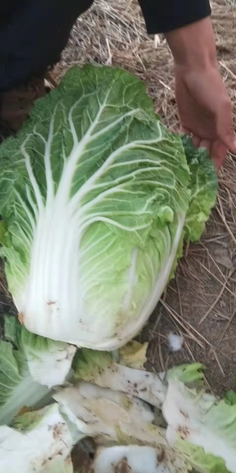白菜大量供应产地批发货源充足代发全国