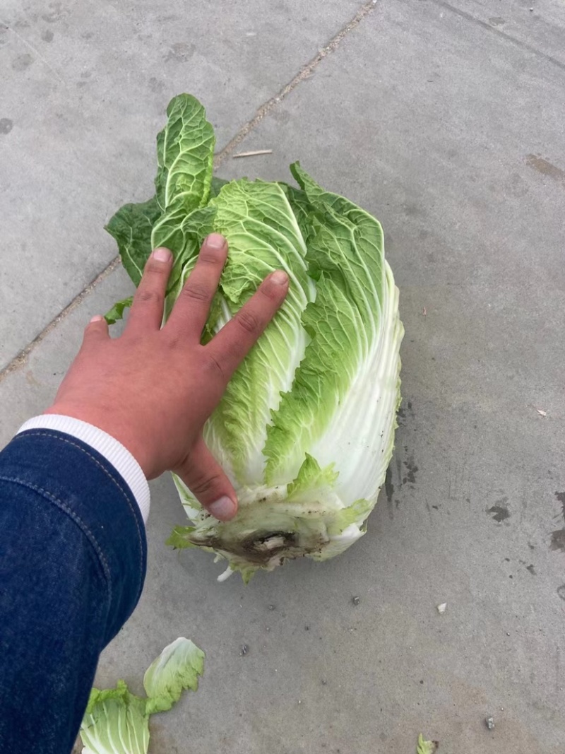 白菜大量供应产地批发货源充足代发全国