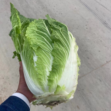 白菜大量供应产地批发货源充足代发全国