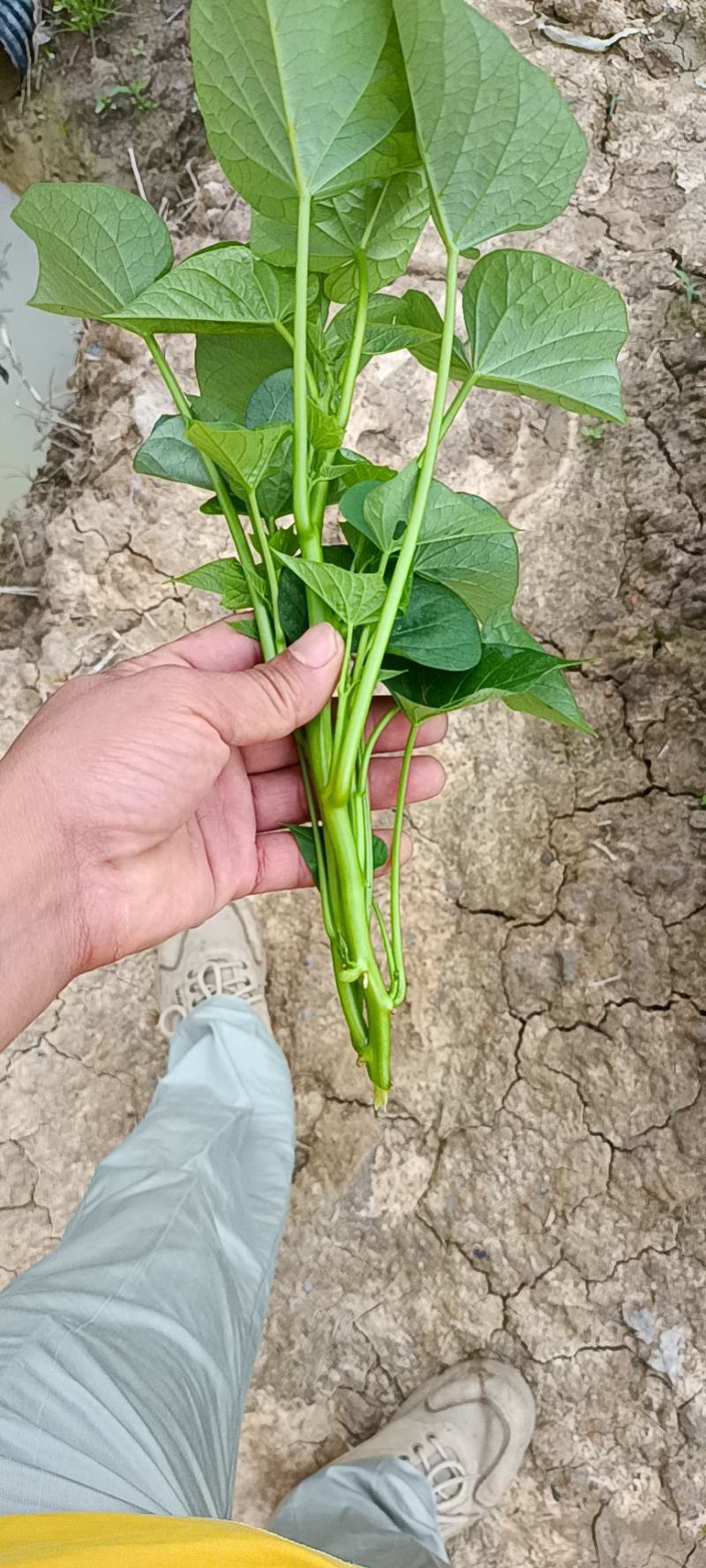 新鲜地瓜叶沼尖，绿色食品，