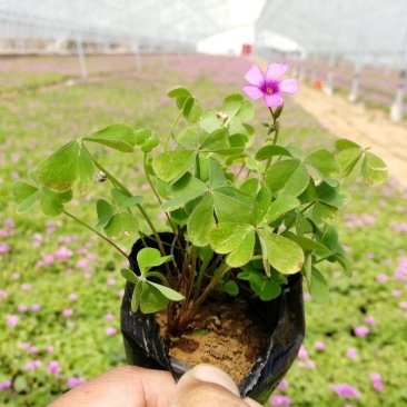 绿叶红花酢浆草杯苗，醡浆草袋苗，坤盛花卉基地大量批发