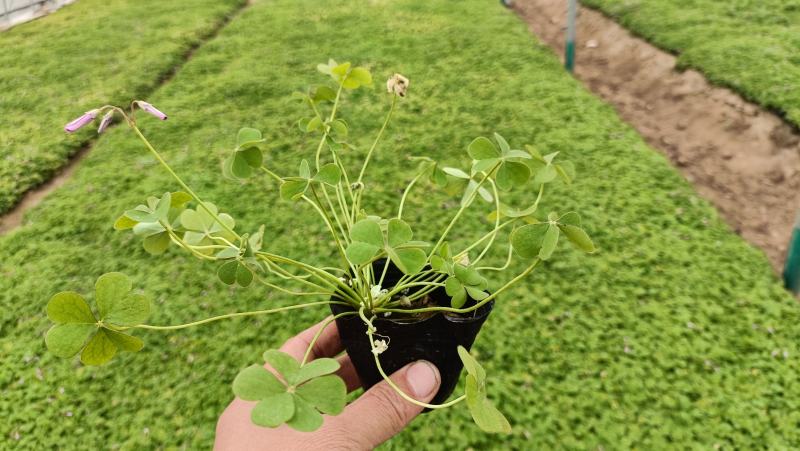 绿叶红花酢浆草杯苗，醡浆草袋苗，坤盛花卉基地大量批发