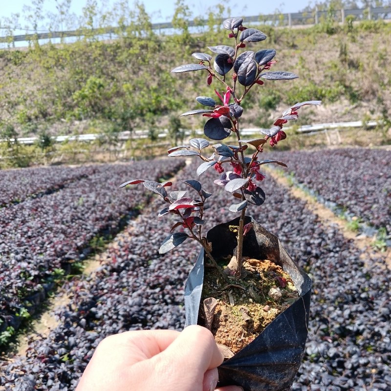 红花继木，基地直发，一手货源，全国发货