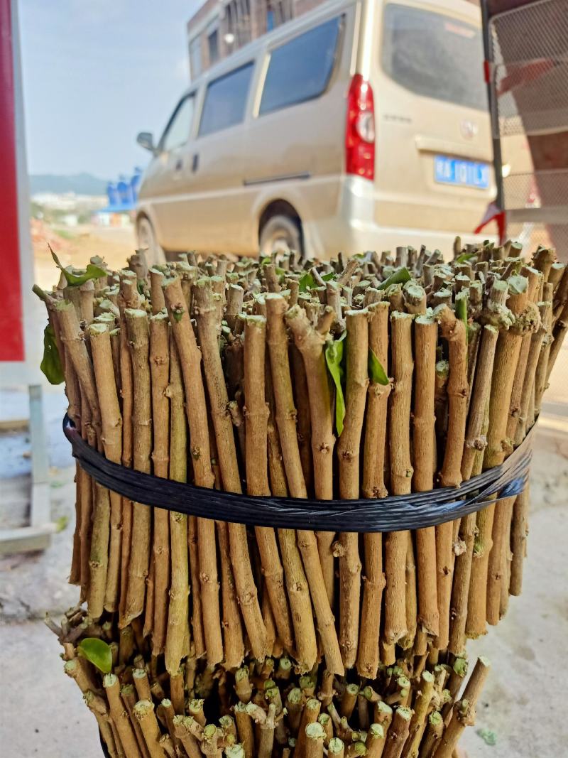 广西横县茉莉花枝条茉莉花扦插条盆栽苗（保质保量）