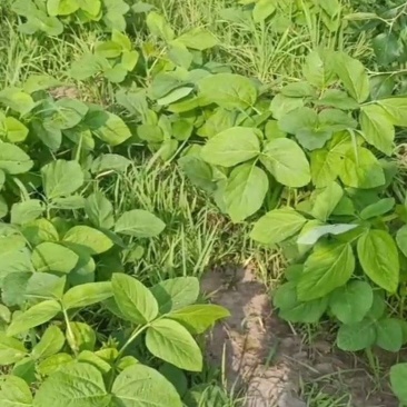 有机蔬菜四季空运