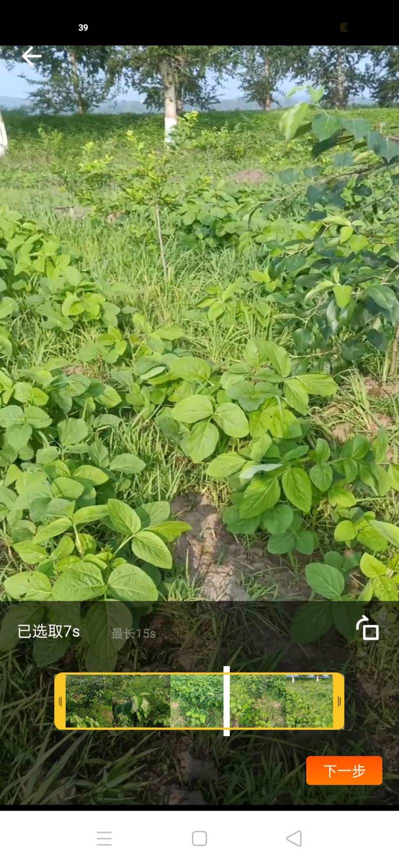 有机蔬菜四季空运