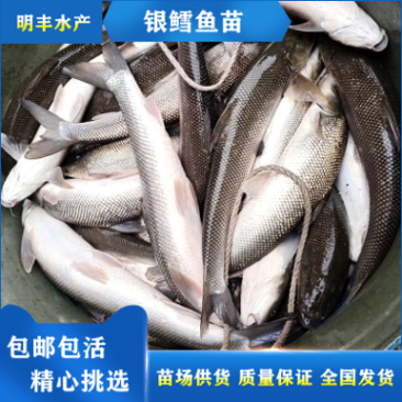 8-10厘米银鳕鱼鱼苗丨淡水鳕鱼苗优选种苗全国发货