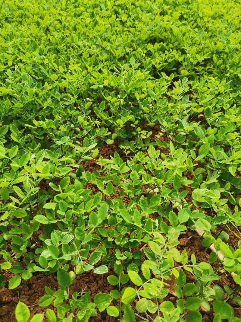 国槐小苗，槐米苗，国槐苗，金槐树苗，槐树苗，