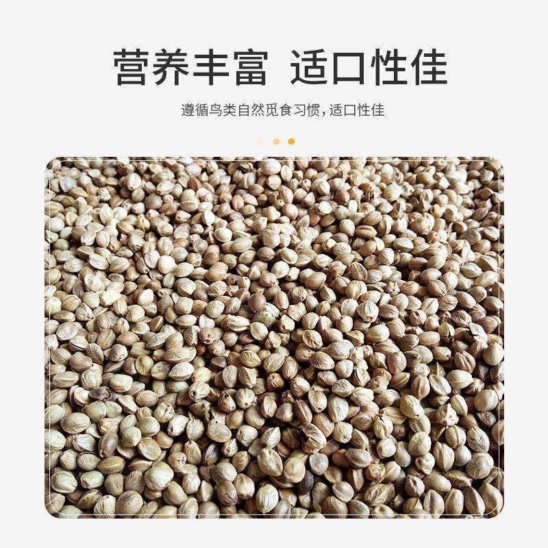 中药材火麻仁当天发货薄利多发足斤足两