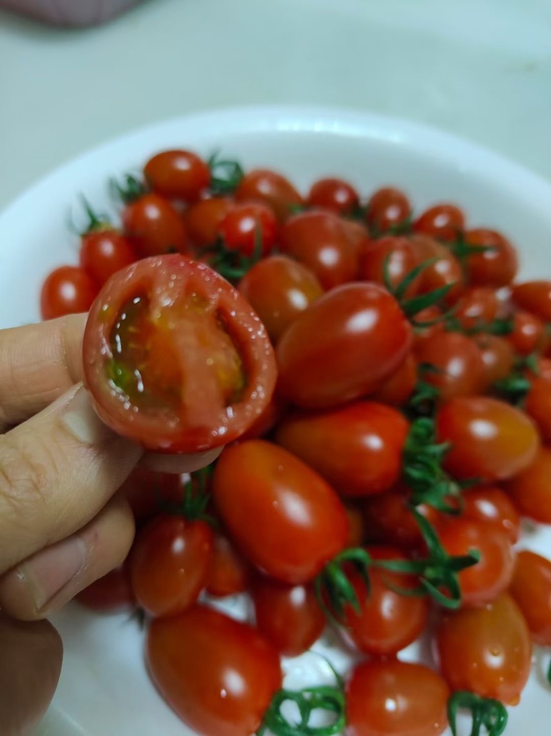 88小柿子🍅釜山88小番茄🍅圣女果爱情果玲珑果