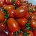 88小柿子🍅釜山88小番茄🍅圣女果爱情果玲珑果