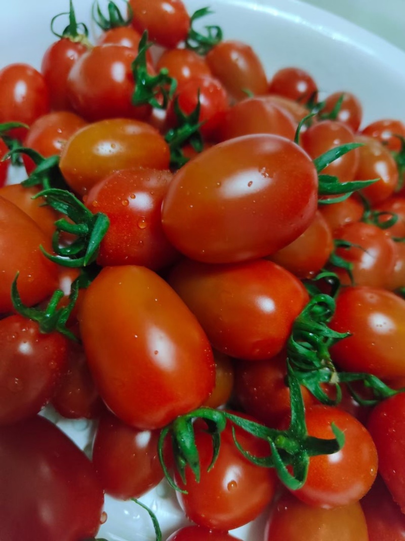 88小柿子🍅釜山88小番茄🍅圣女果爱情果玲珑果