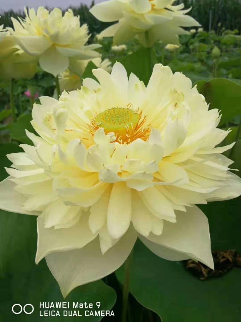荷花，水生绿植，绿化种植专业技术人员，提供免费种植
