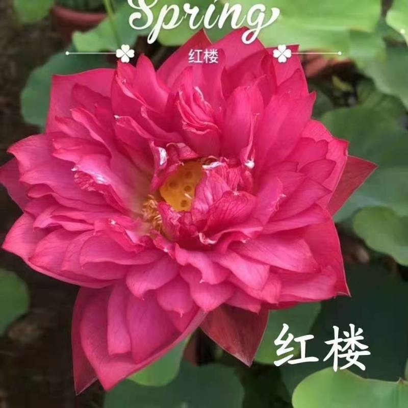 荷花，水生绿植，绿化种植专业技术人员，提供免费种植